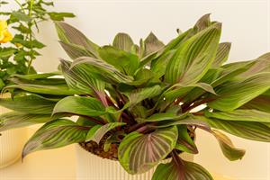 Hosta 'Red Ninja'